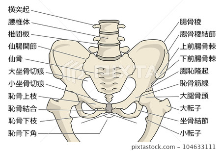 骨盆結構彩色圖 104633111