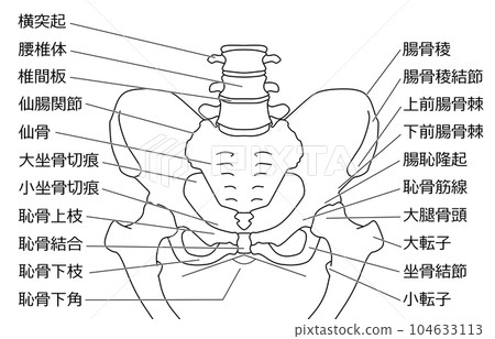 骨盆結構黑白插圖 104633113