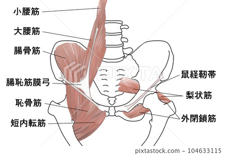 骨盆肌肉圖 104633115