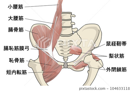 Pelvic muscle illustration Pelvic muscle illustration 104633118