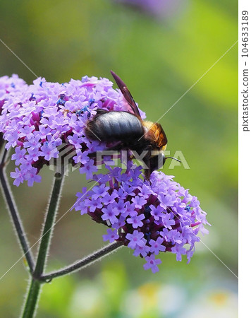 carpenter bees 104633189