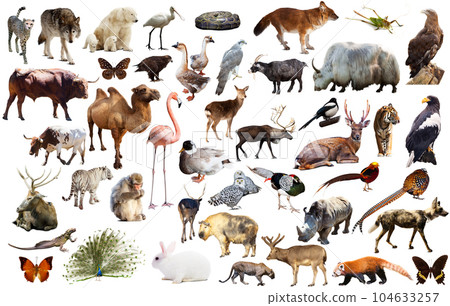 animal collection asia 104633257