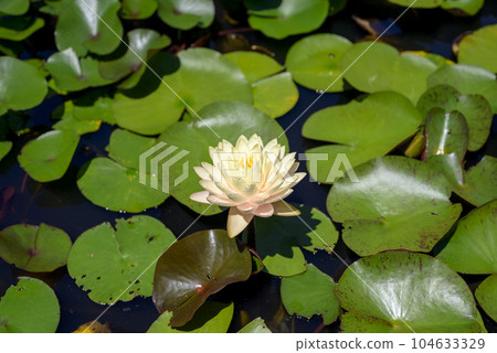 睡蓮花圖像 104633329