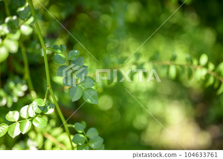 生態生態材料 生態生態材料 104633761