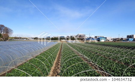 冬天郊區的菠菜田風景 104634732
