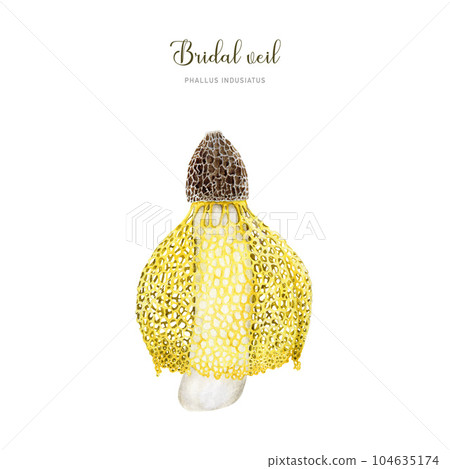 Bridal veil mushroom. Watercolor illustration. Phallus indusiatus fungus single image. Hand painted bamboo edible mushroom element. 104635174