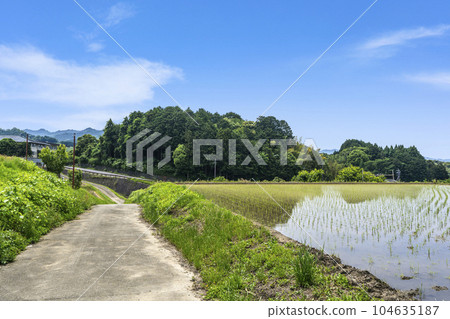Rural scenery of Asuka Village Rice planting season (Asuka Village, Nara Prefecture) 104635187