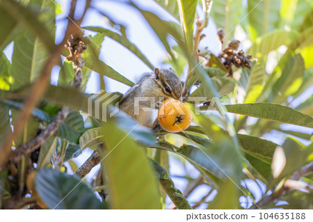 Chipmunk eating loquat on the tree 104635188