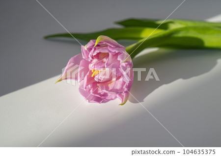 Floral background of tulips on a white table. Top view. 104635375