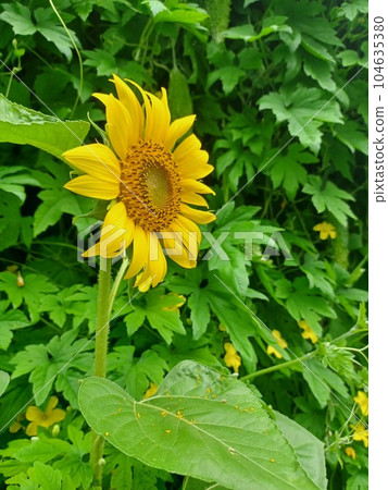 黃色向日葵花背景與綠色苦瓜葉 104635380