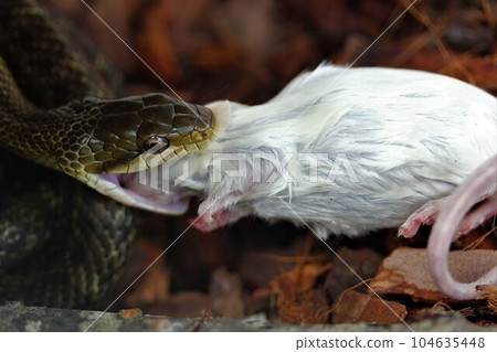 蛇餐 104635448