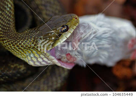 蛇餐 104635449