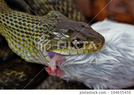蛇餐 104635450