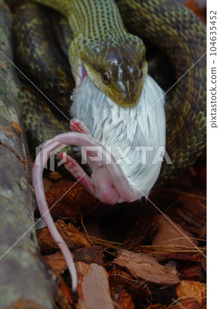 Serpent meal Serpent meal 104635452