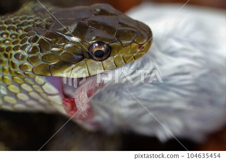Serpent meal 104635454