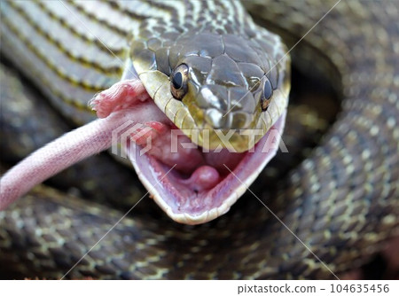Serpent meal 104635456