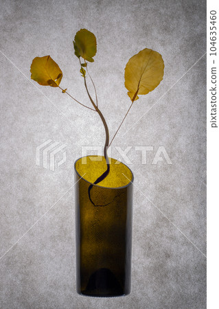 A sprig of a dried herbarium plant in a glass vase 104635460