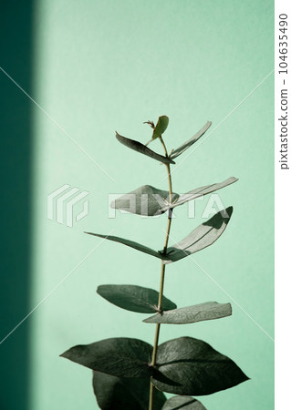 A green branch of eucalyptus on a green background. A green branch of eucalyptus on a green background. 104635490