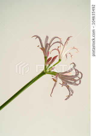 Beautiful pink flower on a white background. 104635492