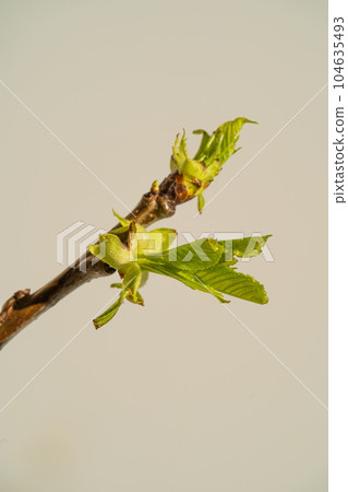 A branch with fresh green blossoming leaves. A branch with fresh green blossoming leaves. 104635493
