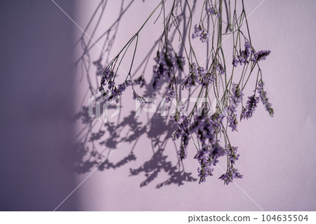 Purple lavender flowers on a purple background. 104635504