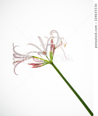 Beautiful pink flower on a white background. Beautiful pink flower on a white background. 104635530