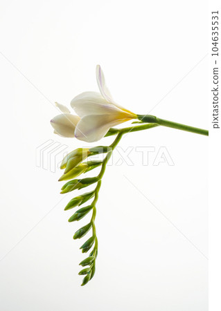 White freesia flower on a white background. 104635531