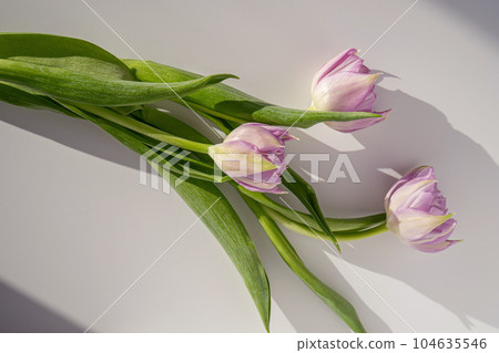 Floral background of tulips on a white table. Top view. 104635546