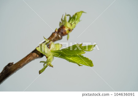 A branch with fresh green blossoming leaves. 104636091