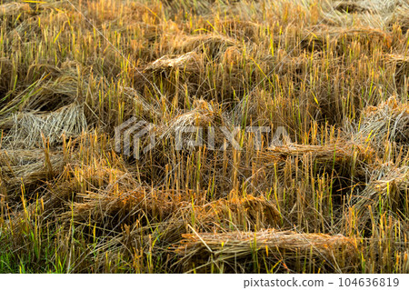 yellow green rice field yellow green rice field 104636819
