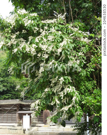 從簇基部到頂端開始綻放的“Ryobu”花 從簇基部到頂端開始綻放的“Ryobu”花 104638530