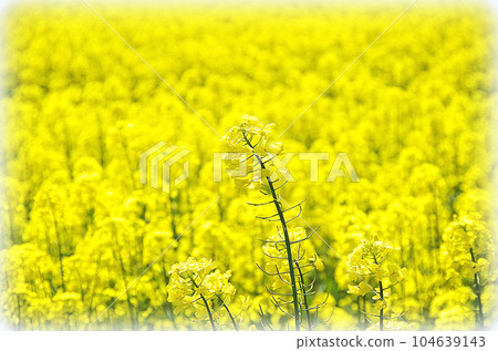 廣闊的平原上鋪滿了油菜花田(插畫風格) 廣闊的平原上鋪滿了油菜花田(插畫風格) 104639143