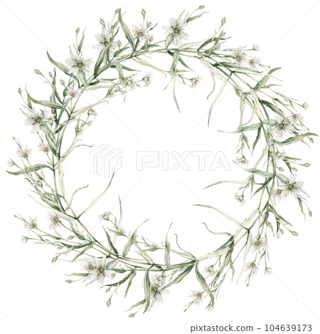 Wreath of white flower meadow, forest flowers. Rabelera holostea, syn. Stellaria holostea.Watercolor hand painting illustration on isolate. , circlet of flowers Wreath of white flower meadow, forest flowers. Rabelera holostea, syn. Stellaria holostea.Watercolor hand painting illustration on isolate. , circlet of flowers 104639173
