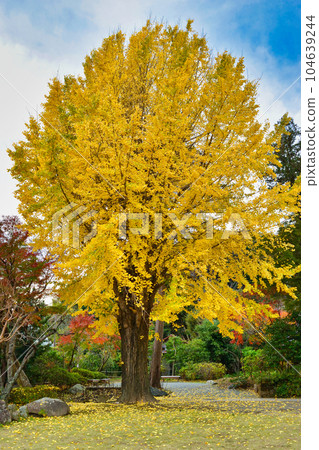 鎌倉淨明寺美麗的銀杏樹 104639244