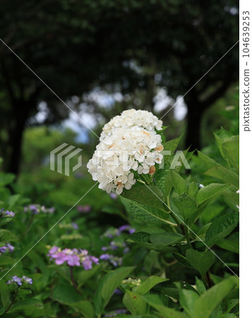 雨季的顏色 104639253