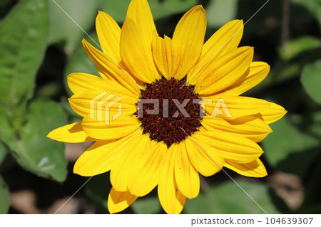 初夏花園裡盛開的黃色金光菊花 104639307