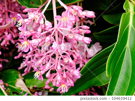 Cute pink flowers 104639412