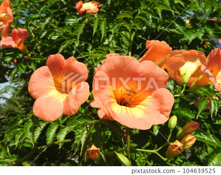 “喇叭藤”盛開 104639525