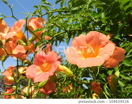 “喇叭藤”盛開 104639526