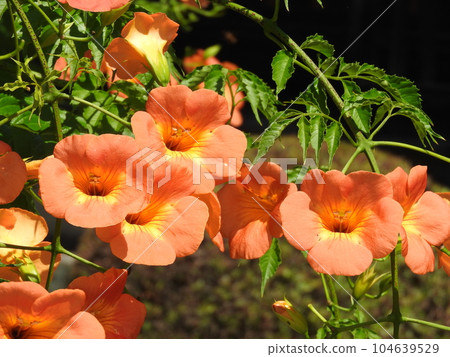 ``Chinese trumpet vine'' in full bloom ``Chinese trumpet vine'' in full bloom 104639529