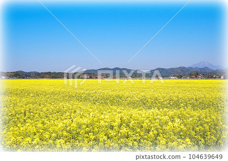 A field of rape blossoms in full bloom on a vast plain (illustration style) 104639649