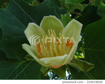 Liriodendron pistil 104639689
