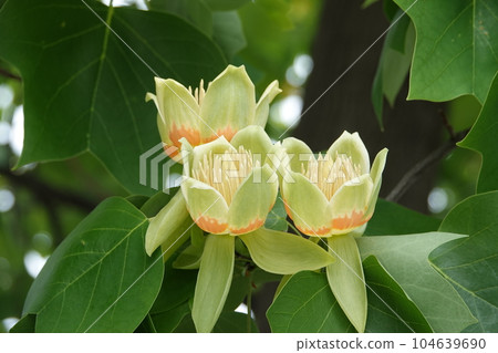 Liriodendron Flower Miwa Liriodendron Flower Miwa 104639690