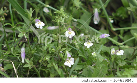 Flowers of the Tokiwaji Flowers of the Tokiwaji 104639843