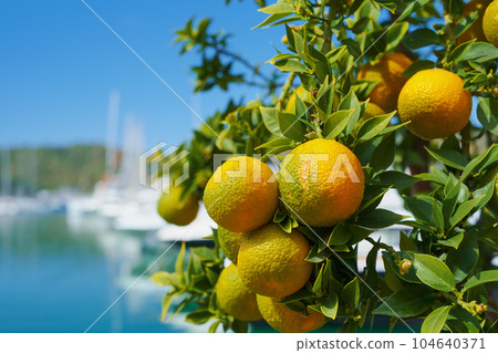 Orange tangerines ripen on a tree, fruits against a blue bright sky and a marina in the port, citruses on a branch, an idea for a background or a postcard about a vacation 104640371