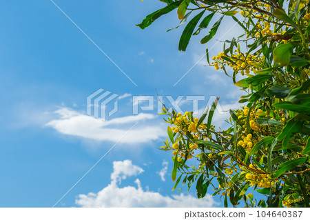 Blooming golden acacia or mimosa flower against the sky and clouds on the Aegean coast. Space for text, time for vacation or travel, idea for a women's day card background 104640387