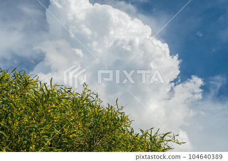Blooming golden acacia or mimosa flower against the sky and clouds on the Aegean coast. Spring time for vacation or travel, idea for women's day card background 104640389
