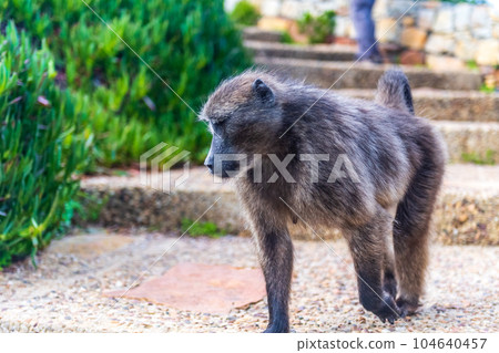 Baboon at Cape Point 104640457
