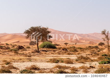 Desert landscape near Sossusvlei Desert landscape near Sossusvlei 104640467