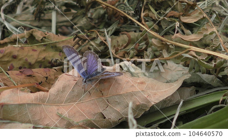 大和汁蝴蝶 大和汁蝴蝶 104640570